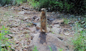 Rock Squirrel standing on a rock
